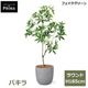 �ѥ��� ȯ��� money tree �ե��������꡼�� �緿 �͹����տ�ʪ ¤�� ����ƥꥢ���꡼�� �ץ�󥿡��դ� H185cm ���տ�ʪ �������� ��ʪ PRGR-1602 GREENPARK ����̵�� 
