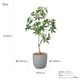 �ѥ��� ȯ��� money tree �ե��������꡼�� �緿 �͹����տ�ʪ ¤�� ����ƥꥢ���꡼�� �ץ�󥿡��դ� H185cm ���տ�ʪ �������� ��ʪ PRGR-1602 GREENPARK ����̵�� 