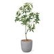 �ѥ��� ȯ��� money tree �ե��������꡼�� �緿 �͹����տ�ʪ ¤�� ����ƥꥢ���꡼�� �ץ�󥿡��դ� H185cm ���տ�ʪ �������� ��ʪ PRGR-1602 GREENPARK ����̵�� 