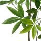 �ѥ��� ȯ��� money tree �ե��������꡼�� �緿 �͹����տ�ʪ ¤�� ����ƥꥢ���꡼�� �ץ�󥿡��դ� H185cm ���տ�ʪ �������� ��ʪ PRGR-1602 GREENPARK ����̵�� 