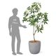 �ѥ��� ȯ��� money tree �ե��������꡼�� �緿 �͹����տ�ʪ ¤�� ����ƥꥢ���꡼�� �ץ�󥿡��դ� H185cm ���տ�ʪ �������� ��ʪ PRGR-1602 GREENPARK ����̵�� 