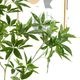 �ѥ��� ȯ��� money tree �ե��������꡼�� �緿 �͹����տ�ʪ ¤�� ����ƥꥢ���꡼�� �ץ�󥿡��դ� H185cm ���տ�ʪ �������� ��ʪ PRGR-1602 GREENPARK ����̵�� 