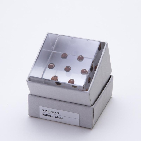 �ե����󥫥��� Sola cube �� ���饭�塼�� �������Υͥɥ� ������� ����ƥꥢ ɸ�� Ʃ�� ��ʪ ��ʪ ���ꥢ �ץ쥼��� ���� ���� ��åԥ� ���ե� Ȣ ���꡼�� �ץ��� ���� �޴� �İ��� ��ΤҤ� ���쥤 Ȣ ������� ���� ����̵�� ��åԥ��б� 