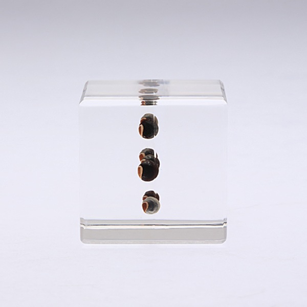 �ե����󥫥��� Sola cube �� ���饭�塼�� �������Υͥɥ� ������� ����ƥꥢ ɸ�� Ʃ�� ��ʪ ��ʪ ���ꥢ �ץ쥼��� ���� ���� ��åԥ� ���ե� Ȣ ���꡼�� �ץ��� ���� �޴� �İ��� ��ΤҤ� ���쥤 Ȣ ������� ���� ����̵�� ��åԥ��б� 