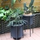 ץ󥿡     ͹ 饿 ֥å  12 ȡ  Х  ʪ   ȭ ե PATIO PETITE ѥƥ ץƥ ̵ 