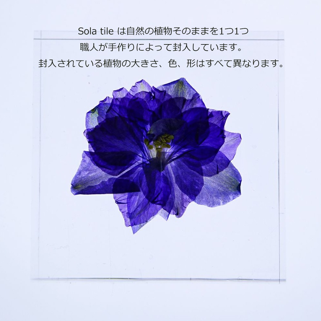 �������Υͥɥ� ɸ�� ��ʪ ���� ������ ���塼�� �襭�塼�� ���ɥ꥽�� ��Ļ�� �� �� ŷ�� ���� �ܥ��˥��� ������ ����ƥꥢ ������� Ω�� Ʃ�� ���� ���ڻ� ����̵�� ��åԥ��б� 