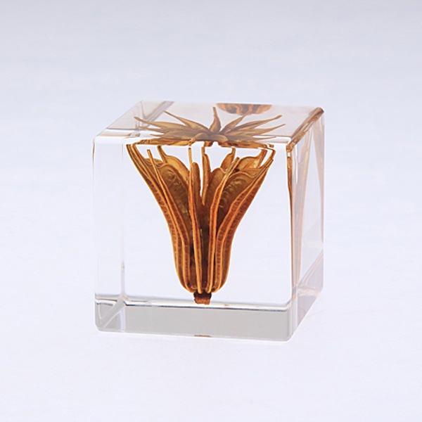 �˥��饪�ꥨ�󥿥ꥹ Sola cube �� ���饭�塼�� �������Υͥɥ� ������� ����ƥꥢ Ω��ɸ�� Ʃ�� ��ʪ ��ʪ ���ꥢ �ץ쥼��� ���ե� ���꡼�� �ץ��� ���� �޴� �İ��� ��ΤҤ� ���쥤 Ȣ ������� ���ե� Ʃ���� ����̵�� ��åԥ��б� 