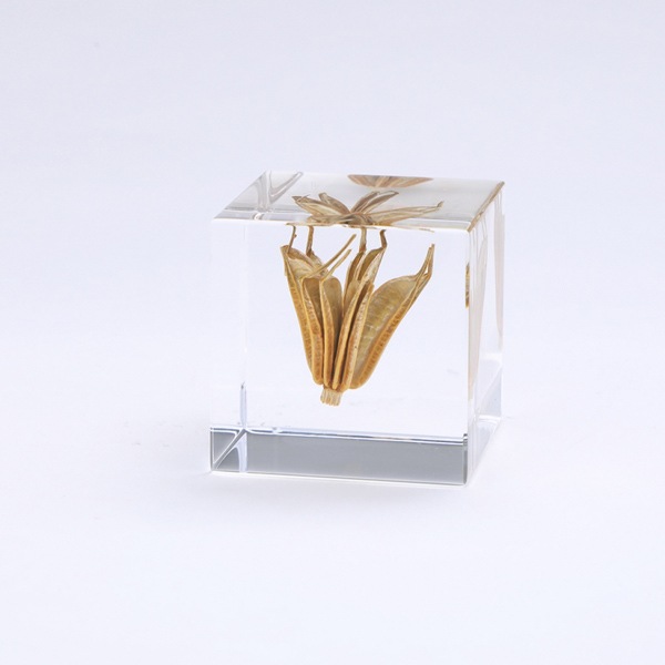 �˥��饪�ꥨ�󥿥ꥹ Sola cube �� ���饭�塼�� �������Υͥɥ� ������� ����ƥꥢ Ω��ɸ�� Ʃ�� ��ʪ ��ʪ ���ꥢ �ץ쥼��� ���ե� ���꡼�� �ץ��� ���� �޴� �İ��� ��ΤҤ� ���쥤 Ȣ ������� ���ե� Ʃ���� ����̵�� ��åԥ��б� 
