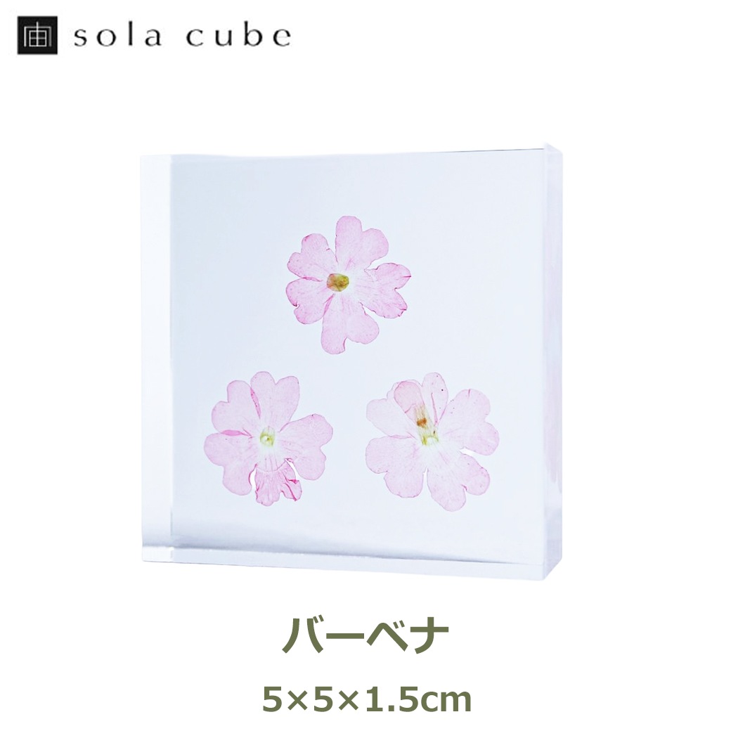 �������Υͥɥ� ɸ�� ��ʪ ���� ������ ���塼�� �襭�塼�� �С��٥� �������٥� �ӥ��祶���� �� ŷ�� ���� �ܥ��˥��� ������ ����ƥꥢ ������� Ω�� Ʃ�� ����̵�� ��åԥ��б� 