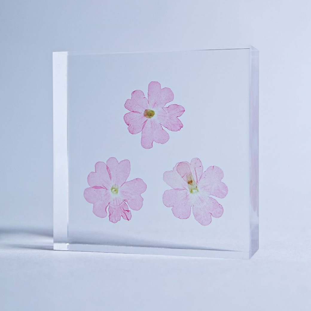 �������Υͥɥ� ɸ�� ��ʪ ���� ������ ���塼�� �襭�塼�� �С��٥� �������٥� �ӥ��祶���� �� ŷ�� ���� �ܥ��˥��� ������ ����ƥꥢ ������� Ω�� Ʃ�� ����̵�� ��åԥ��б� 
