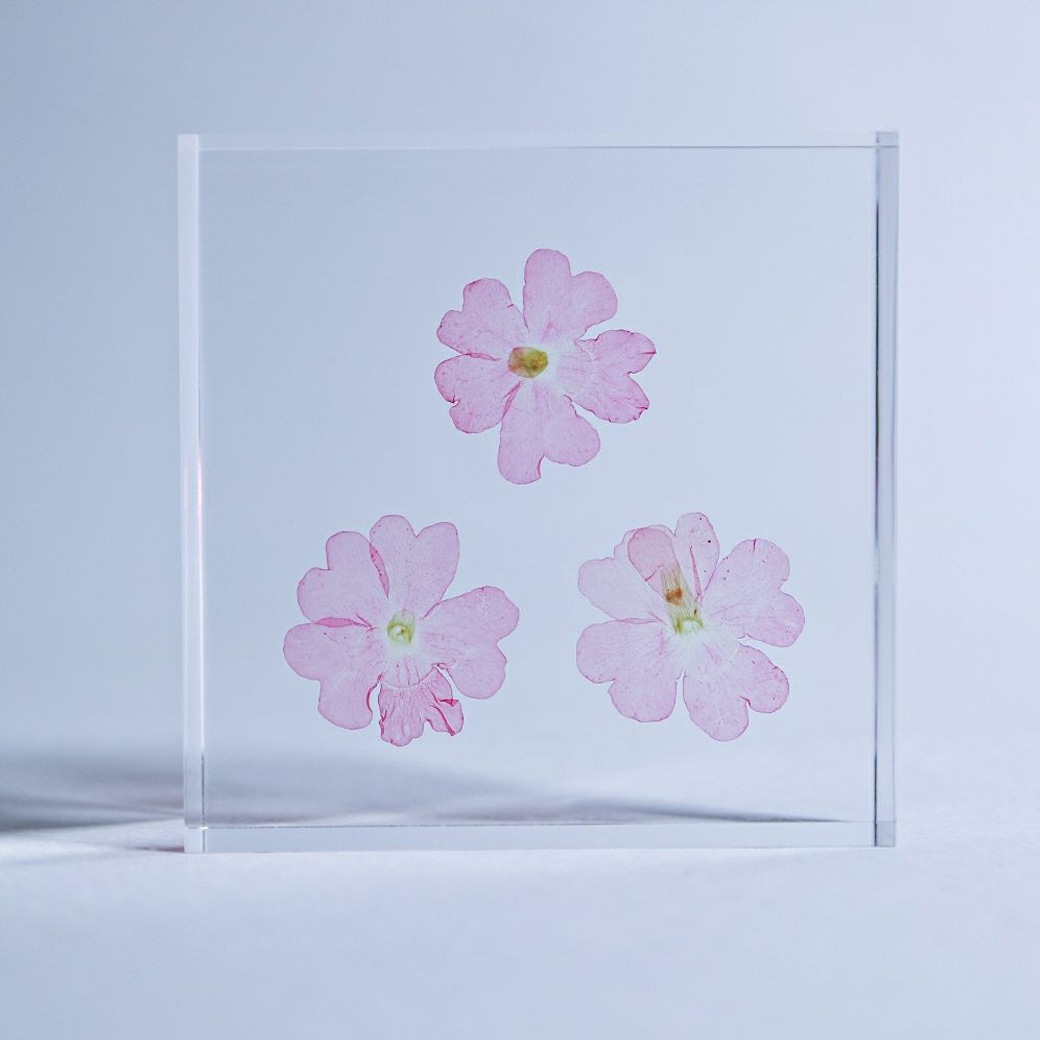 �������Υͥɥ� ɸ�� ��ʪ ���� ������ ���塼�� �襭�塼�� �С��٥� �������٥� �ӥ��祶���� �� ŷ�� ���� �ܥ��˥��� ������ ����ƥꥢ ������� Ω�� Ʃ�� ����̵�� ��åԥ��б� 