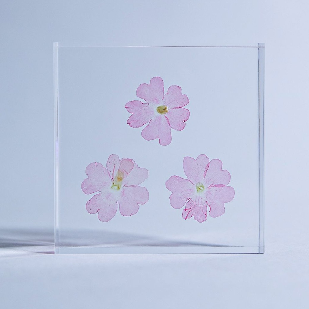 �������Υͥɥ� ɸ�� ��ʪ ���� ������ ���塼�� �襭�塼�� �С��٥� �������٥� �ӥ��祶���� �� ŷ�� ���� �ܥ��˥��� ������ ����ƥꥢ ������� Ω�� Ʃ�� ����̵�� ��åԥ��б� 
