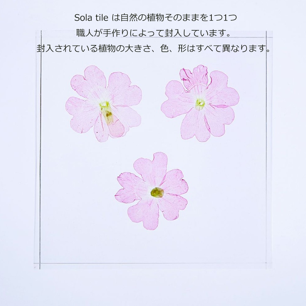 �������Υͥɥ� ɸ�� ��ʪ ���� ������ ���塼�� �襭�塼�� �С��٥� �������٥� �ӥ��祶���� �� ŷ�� ���� �ܥ��˥��� ������ ����ƥꥢ ������� Ω�� Ʃ�� ����̵�� ��åԥ��б� 