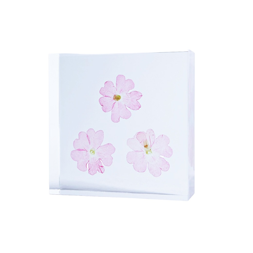 �������Υͥɥ� ɸ�� ��ʪ ���� ������ ���塼�� �襭�塼�� �С��٥� �������٥� �ӥ��祶���� �� ŷ�� ���� �ܥ��˥��� ������ ����ƥꥢ ������� Ω�� Ʃ�� ����̵�� ��åԥ��б� 