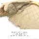 ڥȥåȥ롿60OFFۥ饿 Eclatant  ǥ  ƥ ֥졼 ɥͥå Ĺµ ä С 硼 եߥ˥ Ф İ С 2 3 Ǻܾ