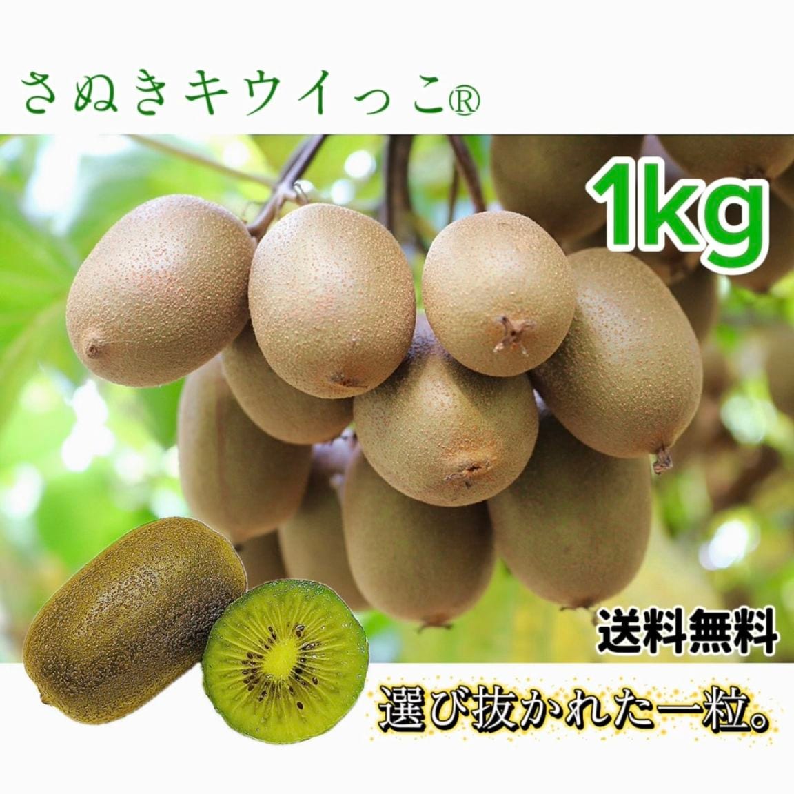 選び抜かれた一粒。さぬきキウイっこ〈特選〉1kg