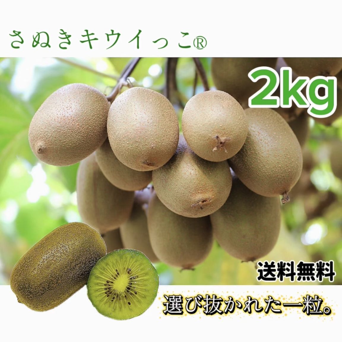 選び抜かれた一粒。さぬきキウイっこ〈特選〉2kg