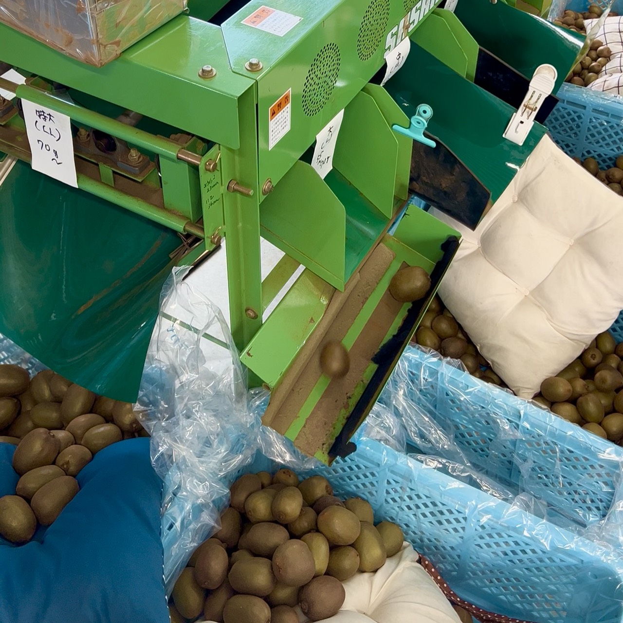 選び抜かれた一粒。さぬきキウイっこ〈特選〉2kg