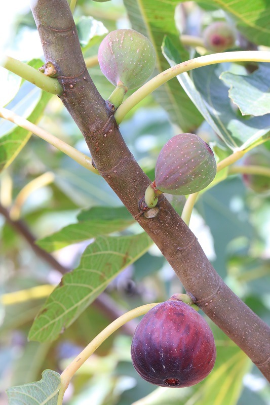 羽曳野丘陵いちじく畑 20個入り