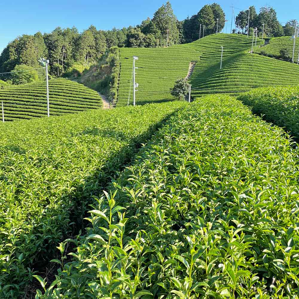 宇治抹茶白玉プリン2個入り（抹茶みつ付）