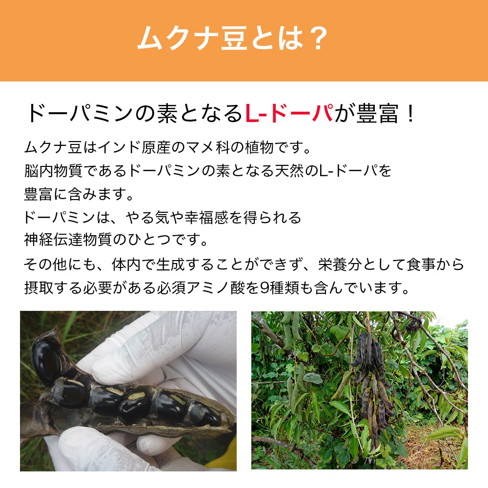 ���९��Ʀ �ѥ����� 500g L-�ɡ��� ���ߥλ� ̵ź�� ̵����