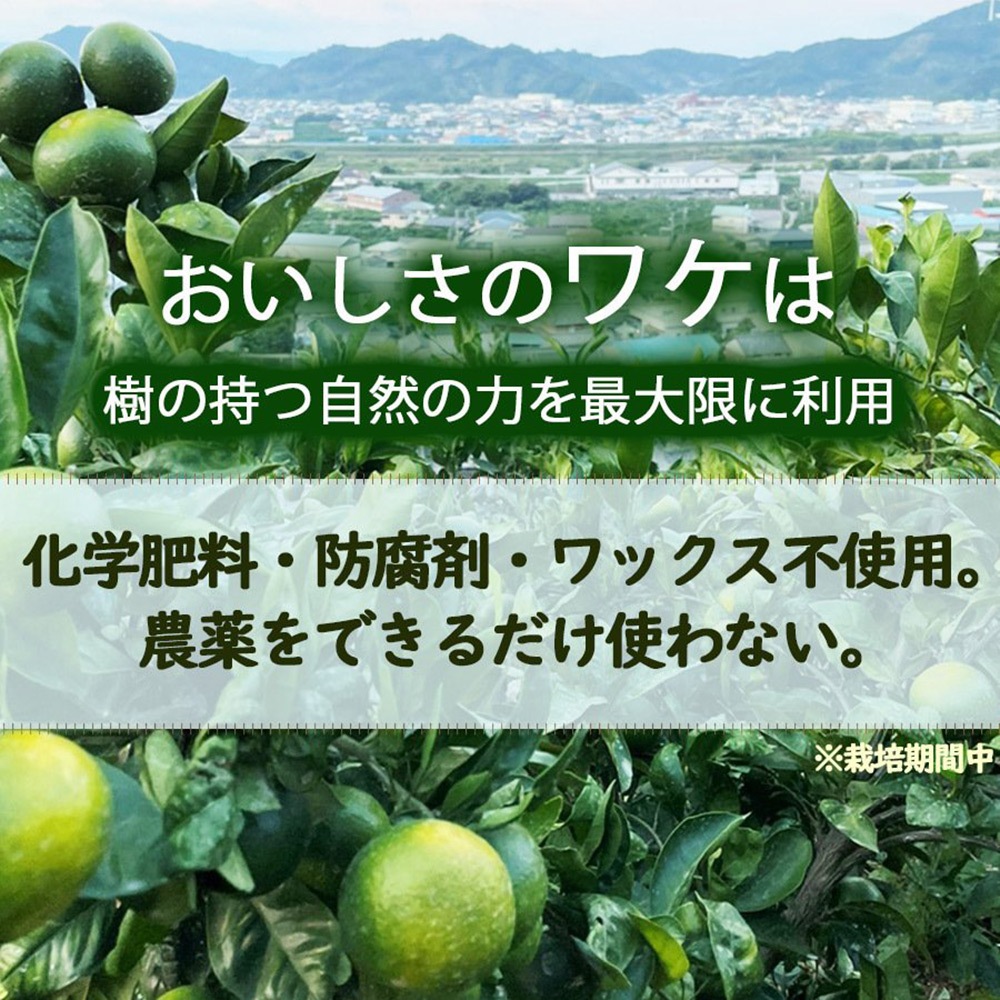 �²λ� �����ߤ��� 3kg ����2S��L