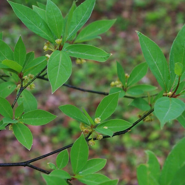 クロモジ焼酎 (くろもじしょうちゅう) HIKIMI 烏樟森香 25度 720ml