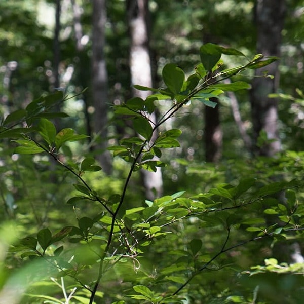 クロモジ焼酎 (くろもじしょうちゅう) HIKIMI Molisch 40度 720ml