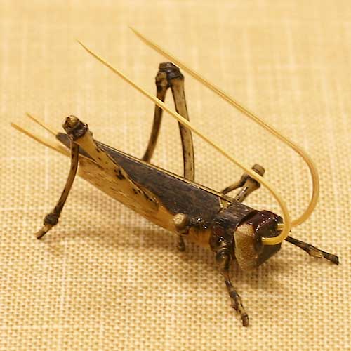 駿河竹千筋細工〈竹の昆虫〉きりぎりす｜久保田正嘉が竹ひごで編んだ