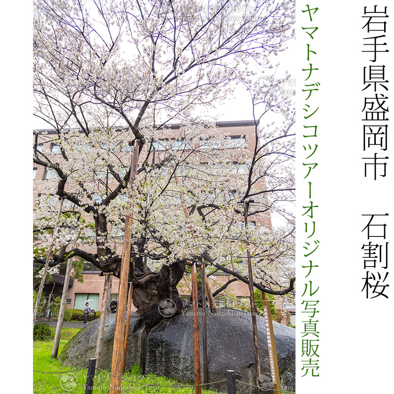 日本紀行　岩手県盛岡市　石割桜 (nk03-170426-19)　当店オリジナル写真販売　Photo frame  Ishiwari Sakura