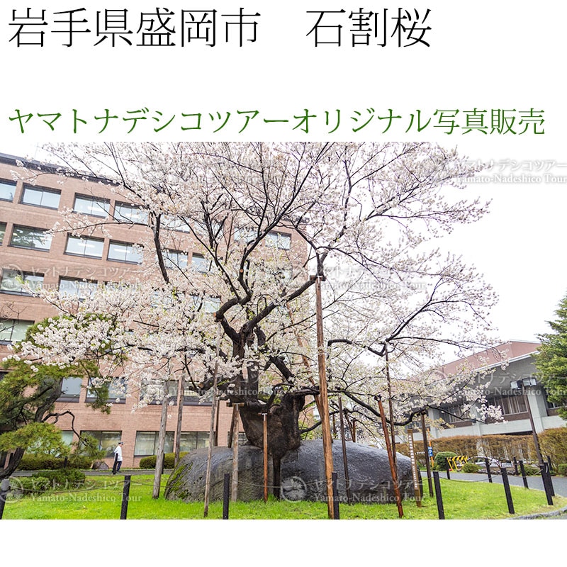 日本紀行　岩手県盛岡市　石割桜 (nk03-170426-56)　当店オリジナル写真販売　Photo frame  Ishiwari Sakura