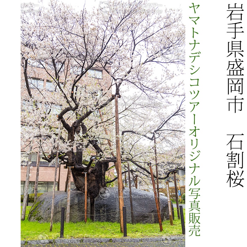 日本紀行　岩手県盛岡市　石割桜 (nk03-170426-64)　当店オリジナル写真販売　Photo frame  Ishiwari Sakura