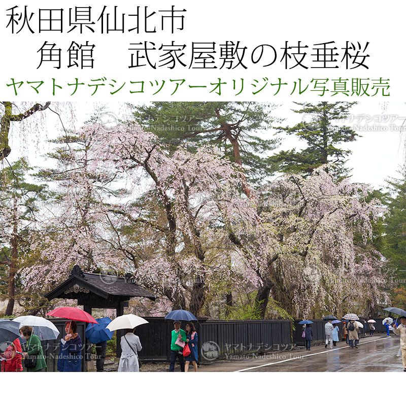日本紀行　秋田県仙北市　角館　武家屋敷の枝垂桜 (nk05-170426-193)　当店オリジナル写真販売　Photo frame  Kakunodate