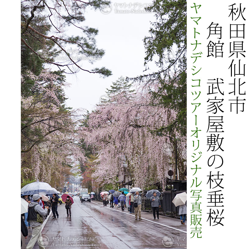 日本紀行　秋田県仙北市　角館　武家屋敷の枝垂桜 (nk05-170426-217)　当店オリジナル写真販売　Photo frame  Kakunodate