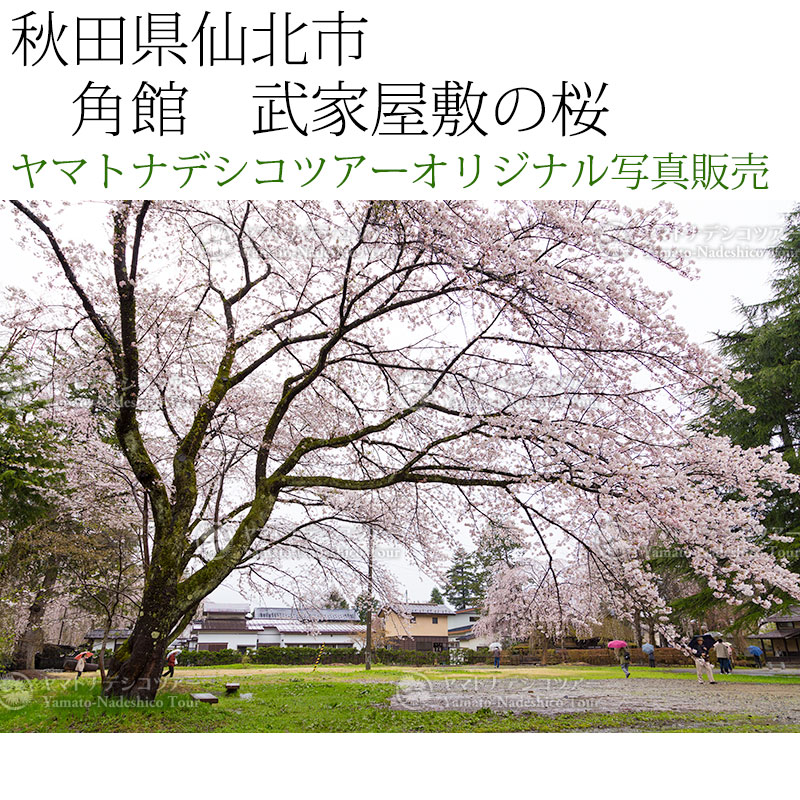日本紀行　秋田県仙北市　角館　武家屋敷の桜 (nk05-170426-229)　当店オリジナル写真販売　Photo frame  Kakunodate