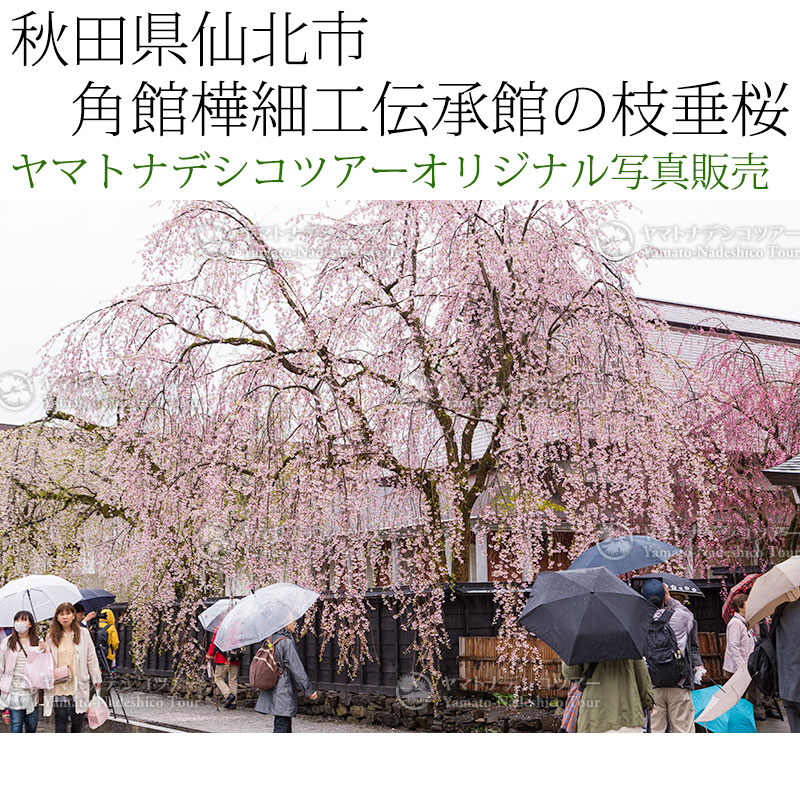 日本紀行　秋田県仙北市　角館樺細工伝承館の枝垂桜 (nk05-170426-249)　当店オリジナル写真販売　Photo frame  Kakunodate