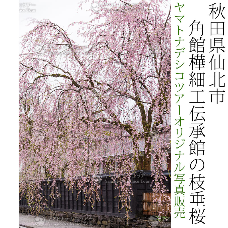 日本紀行　秋田県仙北市　角館樺細工伝承館の枝垂桜 (nk05-170426-256)　当店オリジナル写真販売　Photo frame  Kakunodate