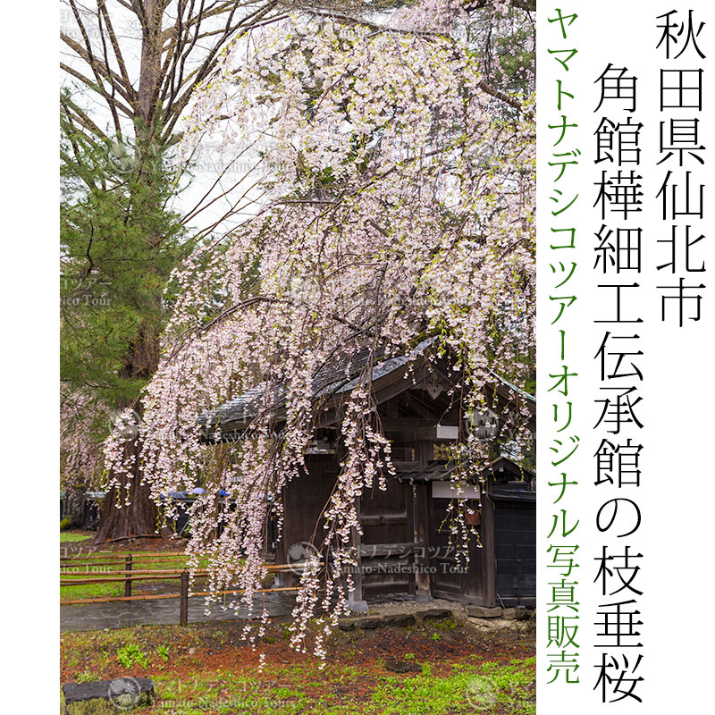 日本紀行　秋田県仙北市　角館樺細工伝承館の枝垂桜 (nk05-170426-294)　当店オリジナル写真販売　Photo frame  Kakunodate