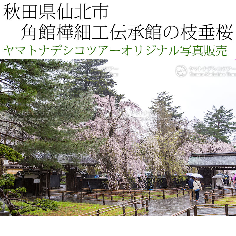 日本紀行　秋田県仙北市　角館樺細工伝承館の枝垂桜 (nk05-170426-308)　当店オリジナル写真販売　Photo frame  Kakunodate