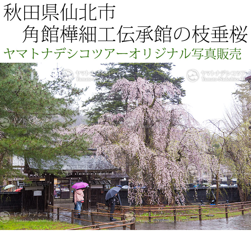 日本紀行　秋田県仙北市　角館樺細工伝承館の枝垂桜 (nk05-170426-318)　当店オリジナル写真販売　Photo frame  Kakunodate