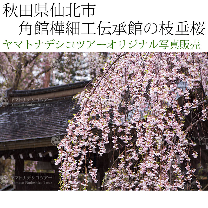 日本紀行　秋田県仙北市　角館樺細工伝承館の枝垂桜 (nk05-170426-339)　当店オリジナル写真販売　Photo frame  Kakunodate