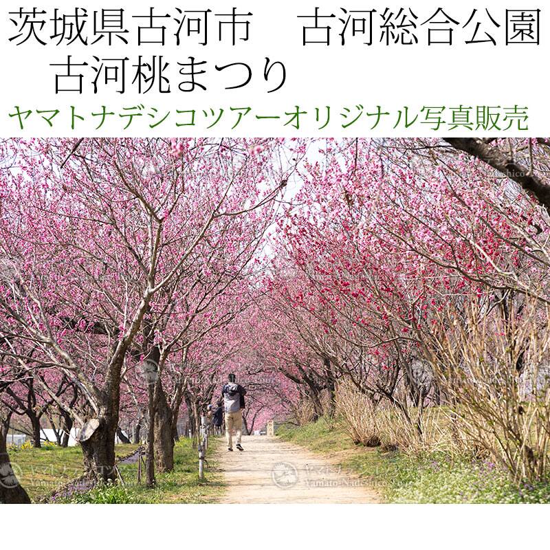 日本紀行　茨城県古河市　古河総合公園　古河桃まつり (nk08-170320-6d-10)　当店オリジナル写真販売　Photo frame  Koga Peach blossom festival