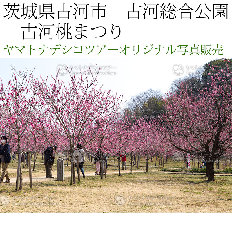 日本紀行　茨城県古河市　古河総合公園　古河桃まつり (nk08-170320-6d-115)　当店オリジナル写真販売　Photo frame  Koga Peach blossom festival