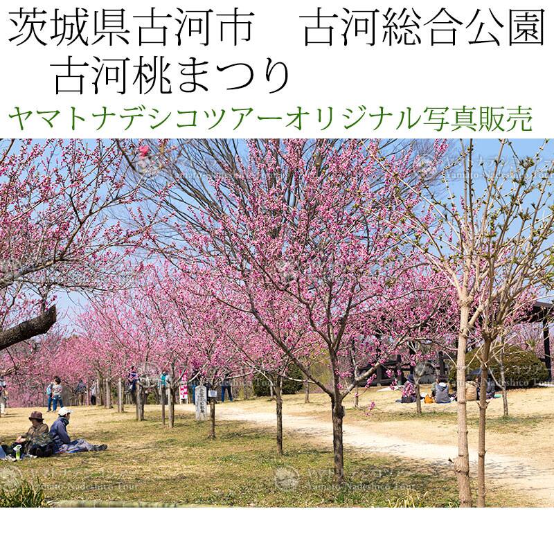 日本紀行　茨城県古河市　古河総合公園　古河桃まつり (nk08-170320-6d-126)　当店オリジナル写真販売　Photo frame  Koga Peach blossom festival