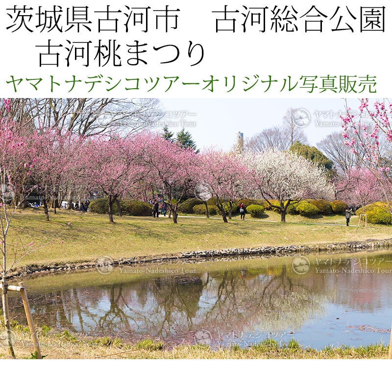 日本紀行　茨城県古河市　古河総合公園　古河桃まつり (nk08-170320-6d-132)　当店オリジナル写真販売　Photo frame  Koga Peach blossom festival