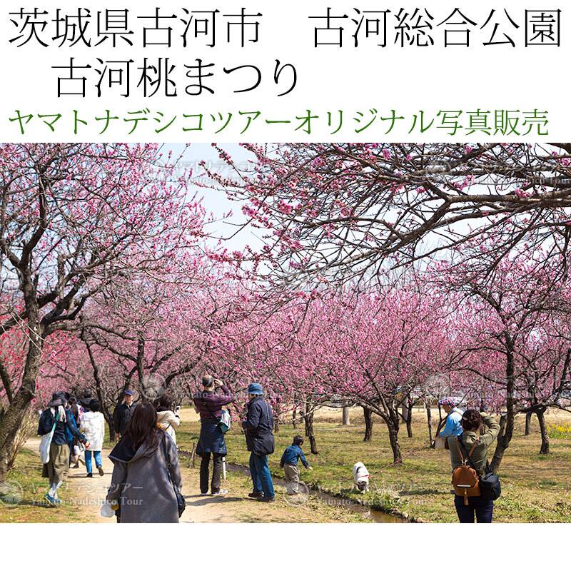 日本紀行　茨城県古河市　古河総合公園　古河桃まつり (nk08-170320-6d-142)　当店オリジナル写真販売　Photo frame  Koga Peach blossom festival