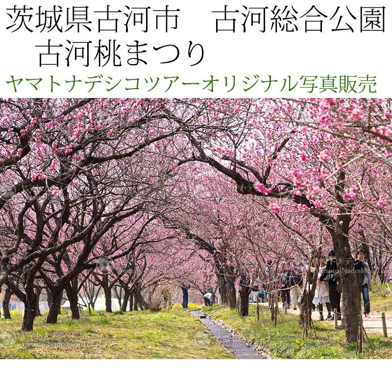 日本紀行　茨城県古河市　古河総合公園　古河桃まつり (nk08-170320-6d-146)　当店オリジナル写真販売　Photo frame  Koga Peach blossom festival