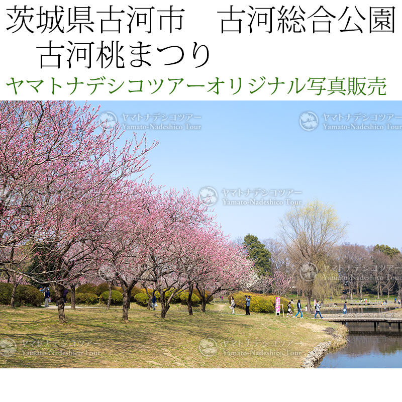 日本紀行 茨城県古河市 古河総合公園 古河桃まつり (nk08-170320-6d-30) 当店オリジナル写真販売 Photo frame Koga Peach blossom festival