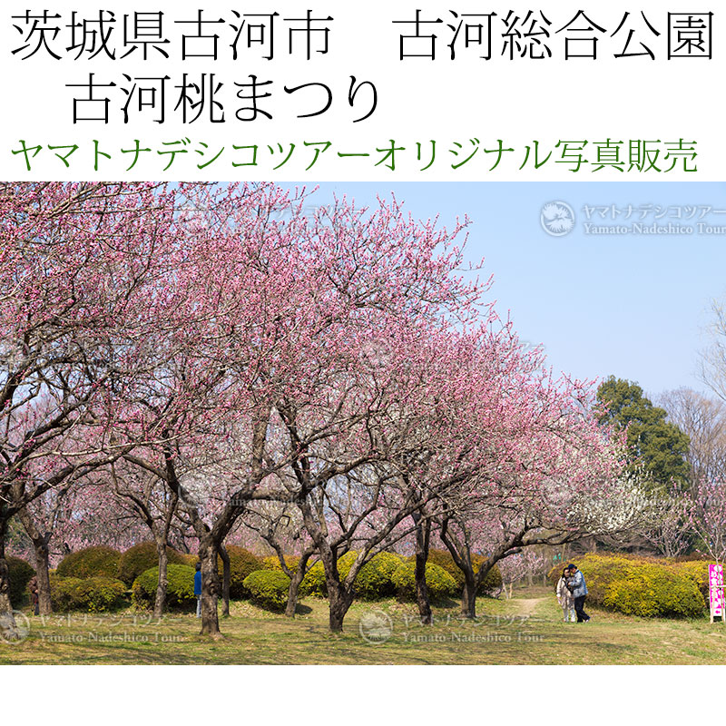 日本紀行 茨城県古河市 古河総合公園 古河桃まつり (nk08-170320-6d-32) 当店オリジナル写真販売 Photo frame Koga Peach blossom festival
