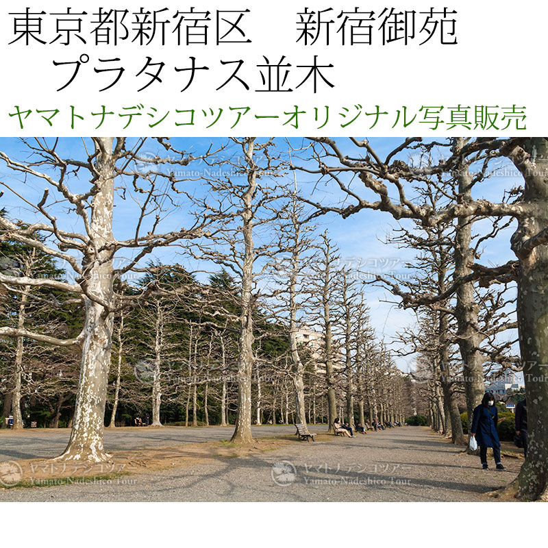 日本紀行 東京都新宿区 新宿御苑 プラタナス並木 (nk13-170325
